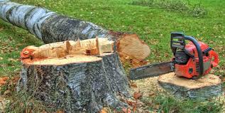 Best Tree Maintenance Programs  in Dunlap, OH