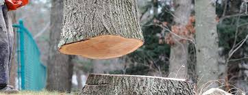 Best Fruit Tree Pruning  in Dunlap, OH