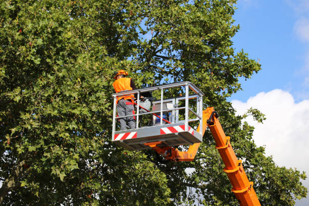 Best Arborist Consultation Services  in Dunlap, OH