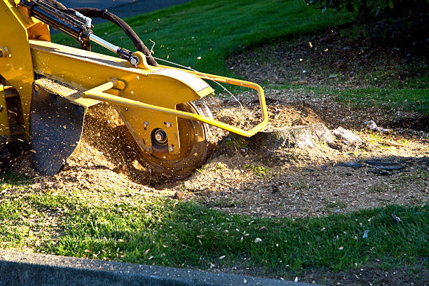 How Our Tree Care Process Works  in  Dunlap, OH