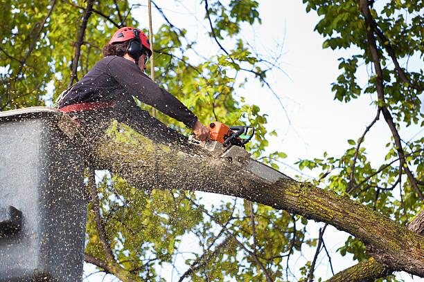 Best Soil Testing and Treatment  in Dunlap, OH